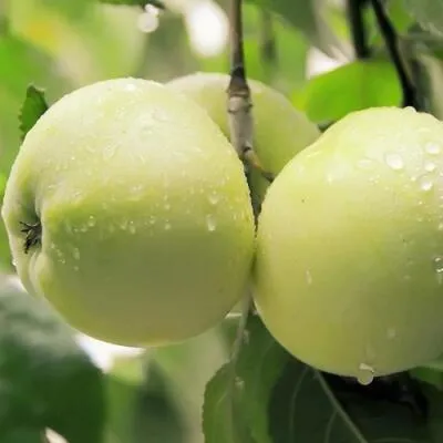Саженцы яблони оптом в Россоши