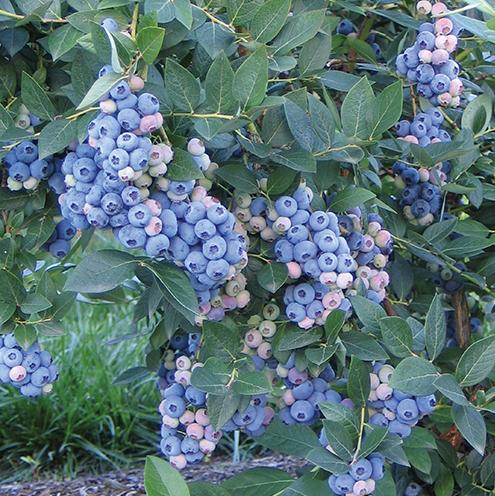 саженцы голубики