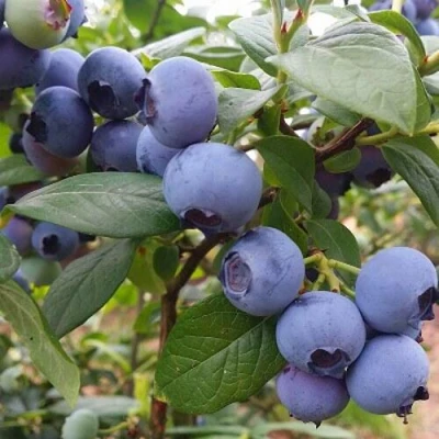 Голубика БЛЮГОЛД в Россоши