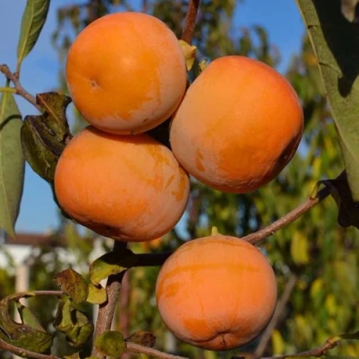 Хурма РОССИЯНКА в Россоши