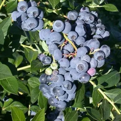 Голубика БОНУС в Россоши