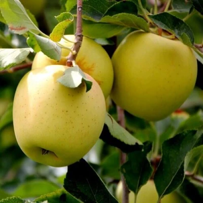 Яблоня ГОЛДЕН ВЛАДИМИРСКИЙ в Россоши