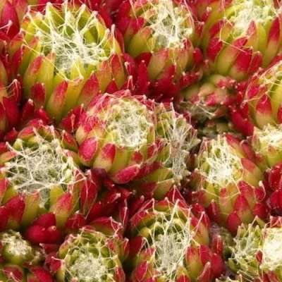 Молодило ХУКЕРА в Россоши