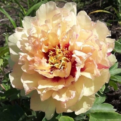 Пион КЕНАРИ БРИЛЛИАНТС ито-гибрид в Россоши