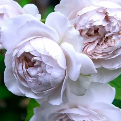 Роза ГРИЗЕЛИС шраб в Россоши