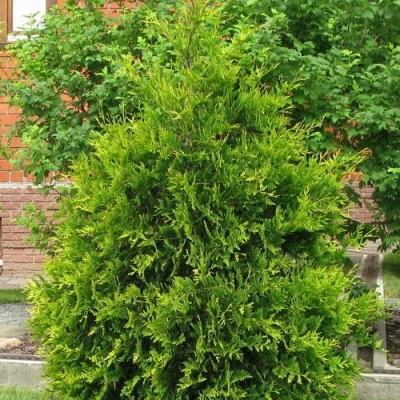 Туя АНЯ (АНИЕ) западная в Россоши