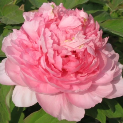 Пион ИМПЕРАТОРСКАЯ НАЛОЖНИЦА древовидный в Россоши