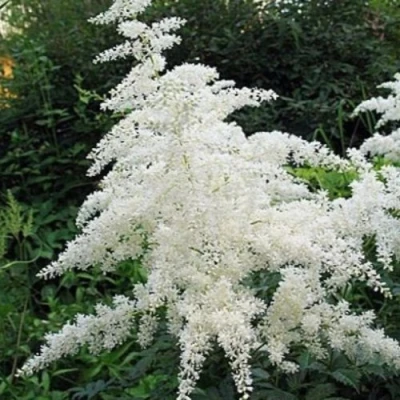 Астильба БРАУТШЛЕЙЕР Арендса в Россоши