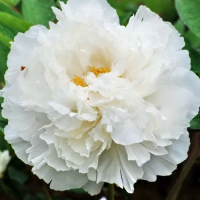 Пион БЕЛЫЙ СНЕГ древовидный в Россоши