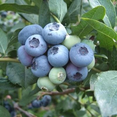 Голубика БЛЮЭТТА в Россоши