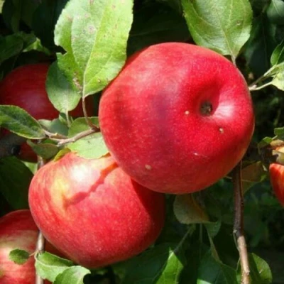 Яблоня ВАЛЕРИЯ в Россоши