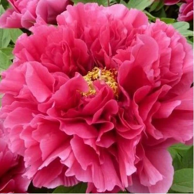 Пион КОРОЛЕВСКИЙ ЦВЕТОК древовидный в Россоши