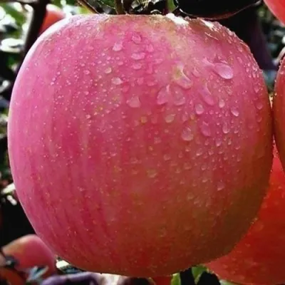 Яблоня РОЗОВЫЙ НАЛИВ в Россоши