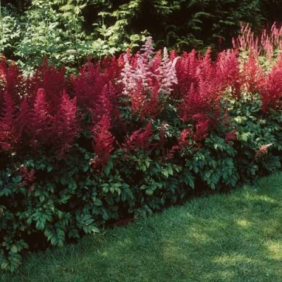 Астильба ГРАНАТ Арендса в Россоши