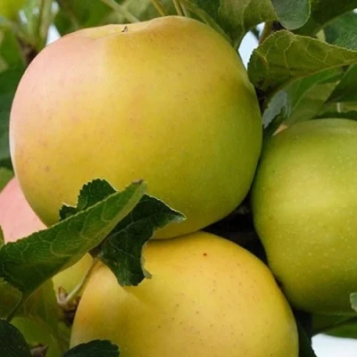 Яблоня БАНАНОВОЕ в Россоши