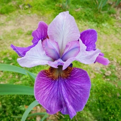 Ирис ЛАЙТ ОВ ХАРТ сибирский в Россоши