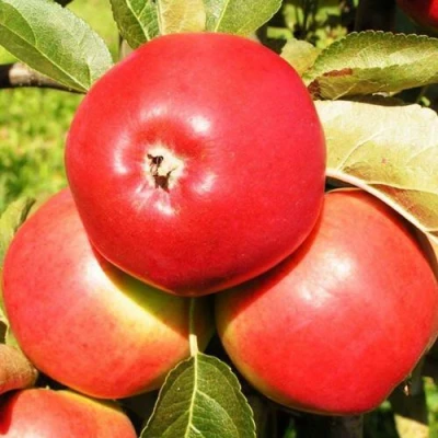 Яблоня СЯБРЫНА в Россоши