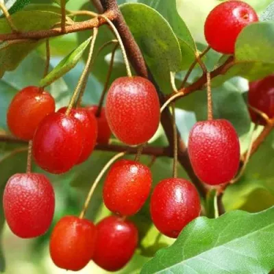 ГУМИ (ЛОХ МНОГОЦВЕТКОВЫЙ) в Россоши