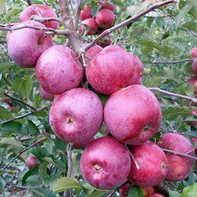 Яблоня ФЛОРИНА в Россоши