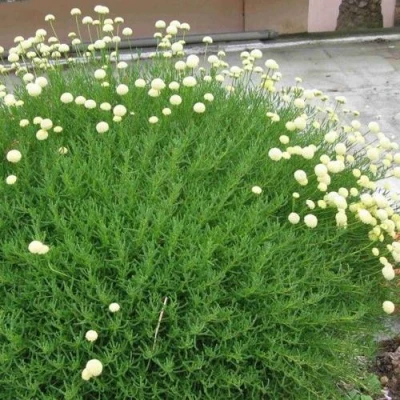 Сантолина зеленеющая в Россоши