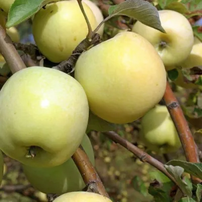 Яблоня АНТОНОВКА ОБЫКНОВЕННАЯ в Россоши