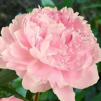 Пион САРА БЕРНАРД травянистый в Россоши