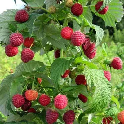 Малина БРУСИЛОВСКАЯ в Россоши