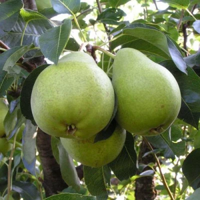 саженцы груши Маслянистая Летняя