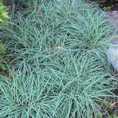 Осока БЛЮ ЗИНГЕР в Россоши