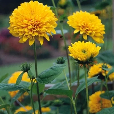 Подсолнечник СОЛЕЙЛ ДЕ ОР в Россоши