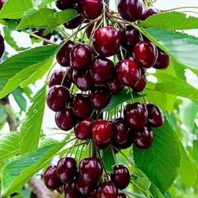 Черешня ОЛЕНЬКА в Россоши