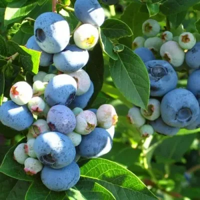 Голубика ДАРРОУ в Россоши