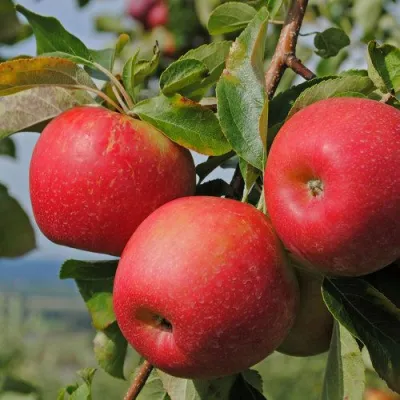 Яблоня ГАЛА МАСТ в Россоши