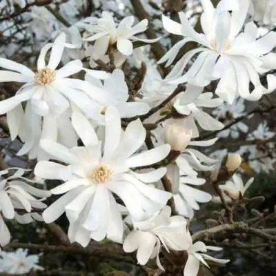 Магнолия РОЯЛ СТАР в Россоши