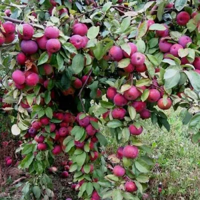 Яблоня ФЛОРИНА в Россоши