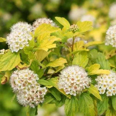 саженцы пузыреплодника ангел голд