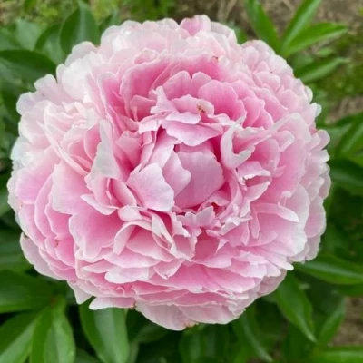 Пион КАТРИН ФОНТЕЙН травянистый в Россоши