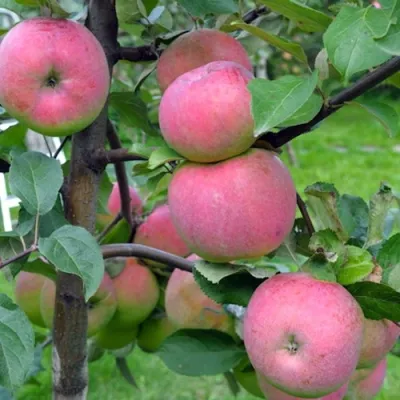 Яблоня БРЯНСКОЕ РОЗОВОЕ в Россоши