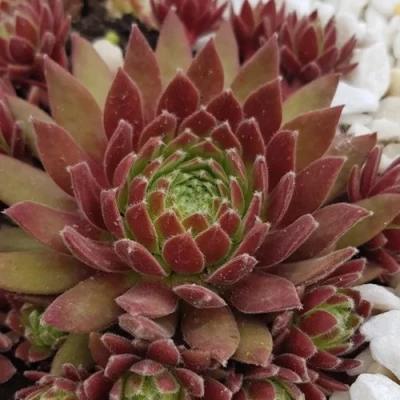 Молодило ЛЮФТШПРУНГ в Россоши