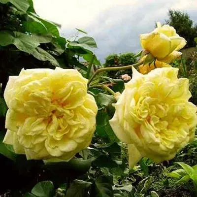 Роза КАЗИНО плетистая в Россоши