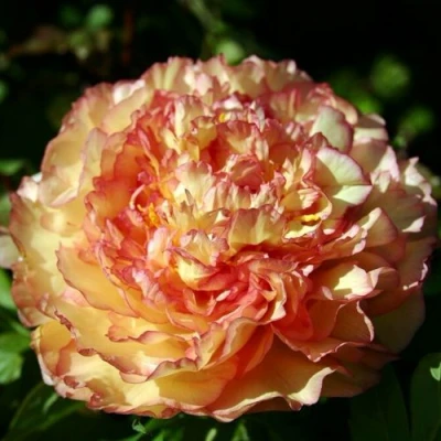 Пион ЗОЛОТАЯ РОССЫПЬ древовидный в Россоши