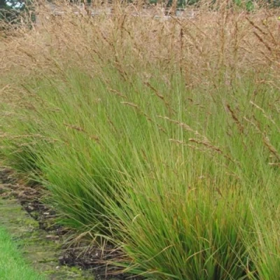 Молиния ПОЛ ПЕТЕРСОН голубая в Россоши