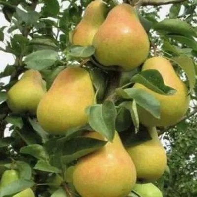 Груша ЛЮБИМИЦА ЯКОВЛЕВА в Россоши