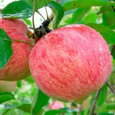 Яблоня КОРИЧНОЕ ПОЛОСАТОЕ в Россоши