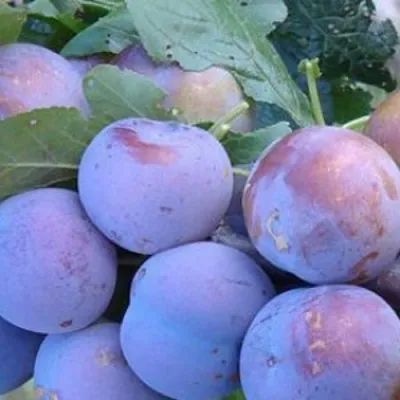 Слива НАГРАДА НЕМАНСКАЯ в Россоши