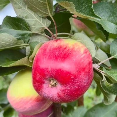 Яблоня АРБАТ колонновидная в Россоши