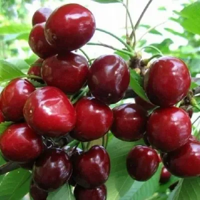Черешня ГРОНКОВАЯ в Россоши