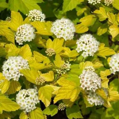 саженцы пузыреплодника дарст голд