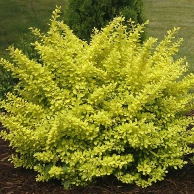 Барбарис АУРЕА тунберга в Россоши