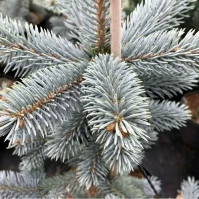 Ель РОЯЛ БЛЮ колючая  в Россоши